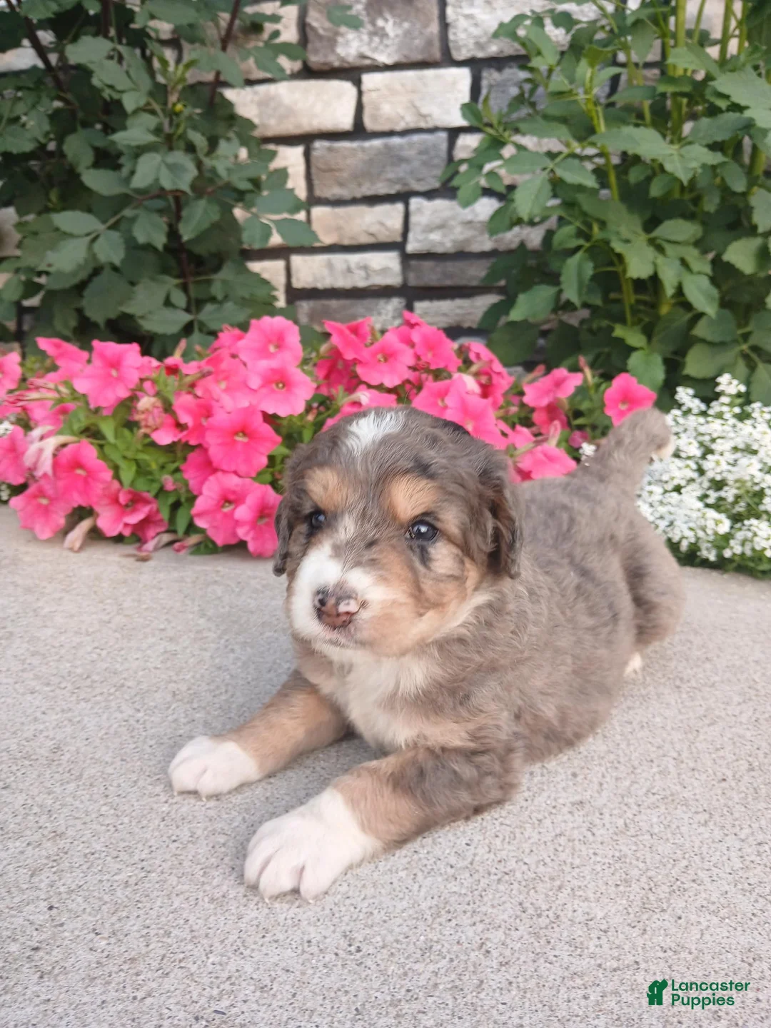 Bernedoodle dogs for sale: Lucky - Ad 1