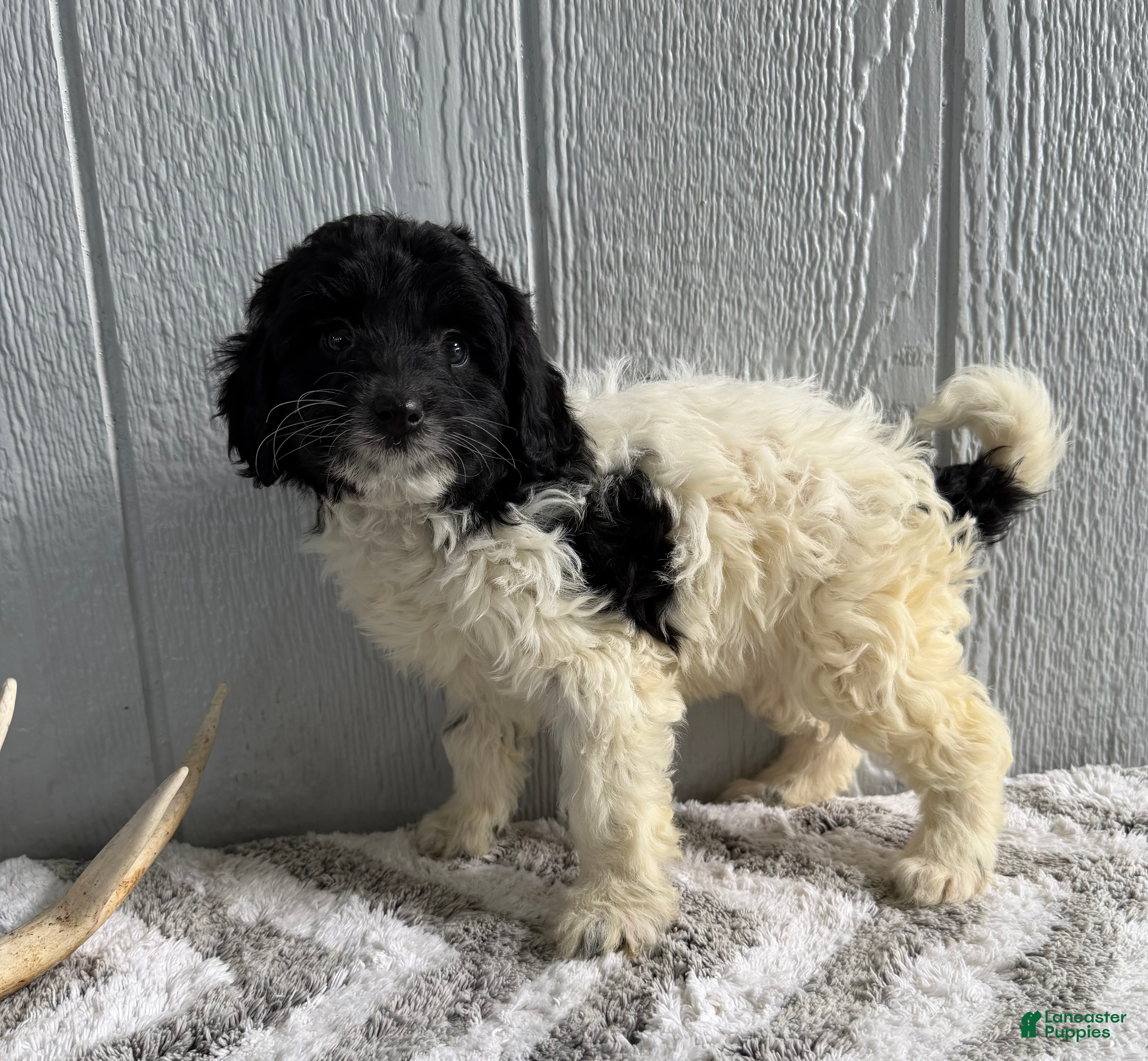 Mini Bernedoodle dogs Lexi - Ad 2