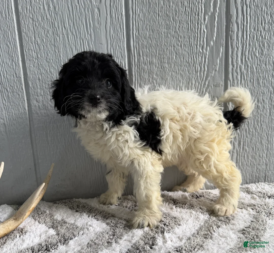 Mini Bernedoodle dogs for sale: Lexi - Ad 2