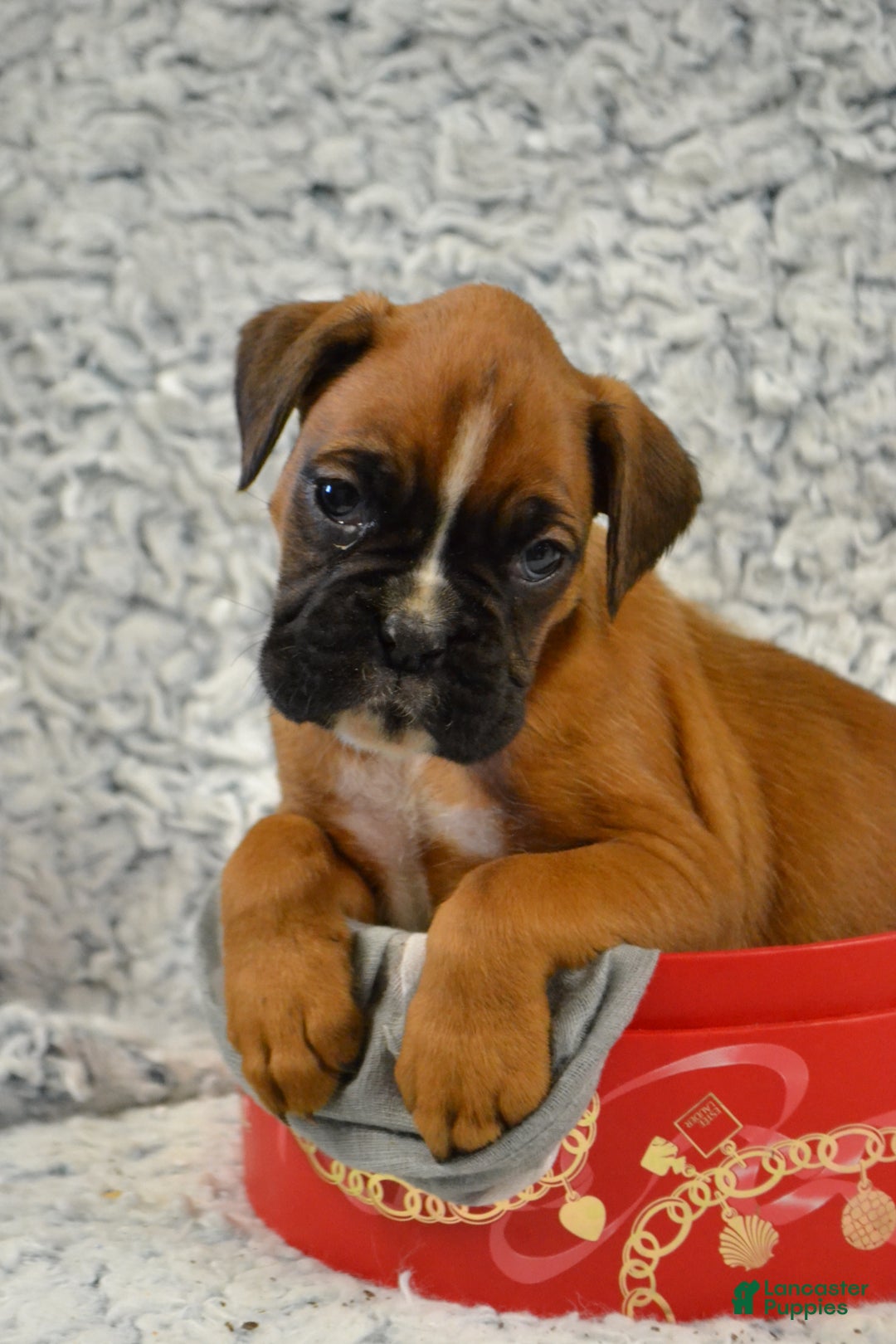 Boxer dogs for sale: Renley - Ad 3