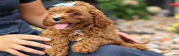 Cavapoo dogs for sale: Kody 🐶 - Ad 6