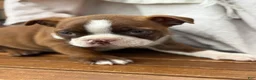 Boston Terrier dogs for sale: Kelli - Ad 18