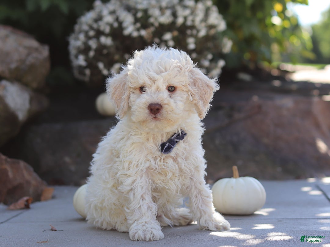 Lagotto Romagnolo dogs for sale: Zane - Ad 3