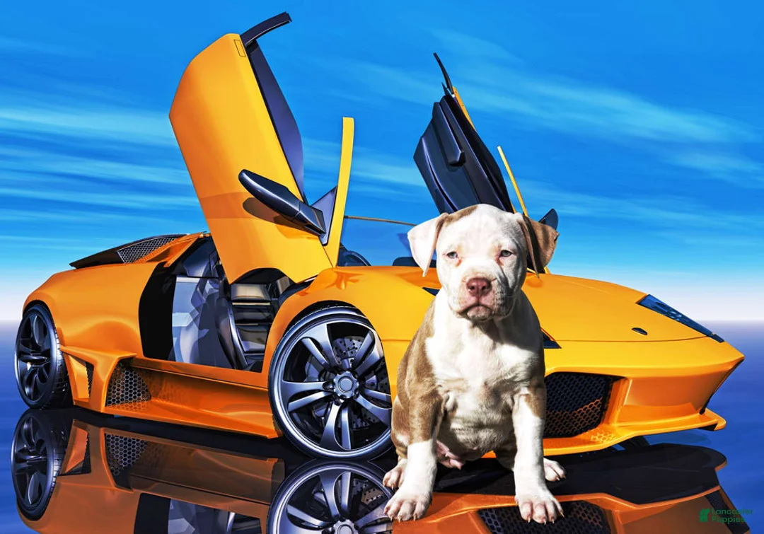 Gallery Image {{count}}