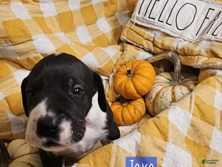 Great Dane dogs Java - Ad 24