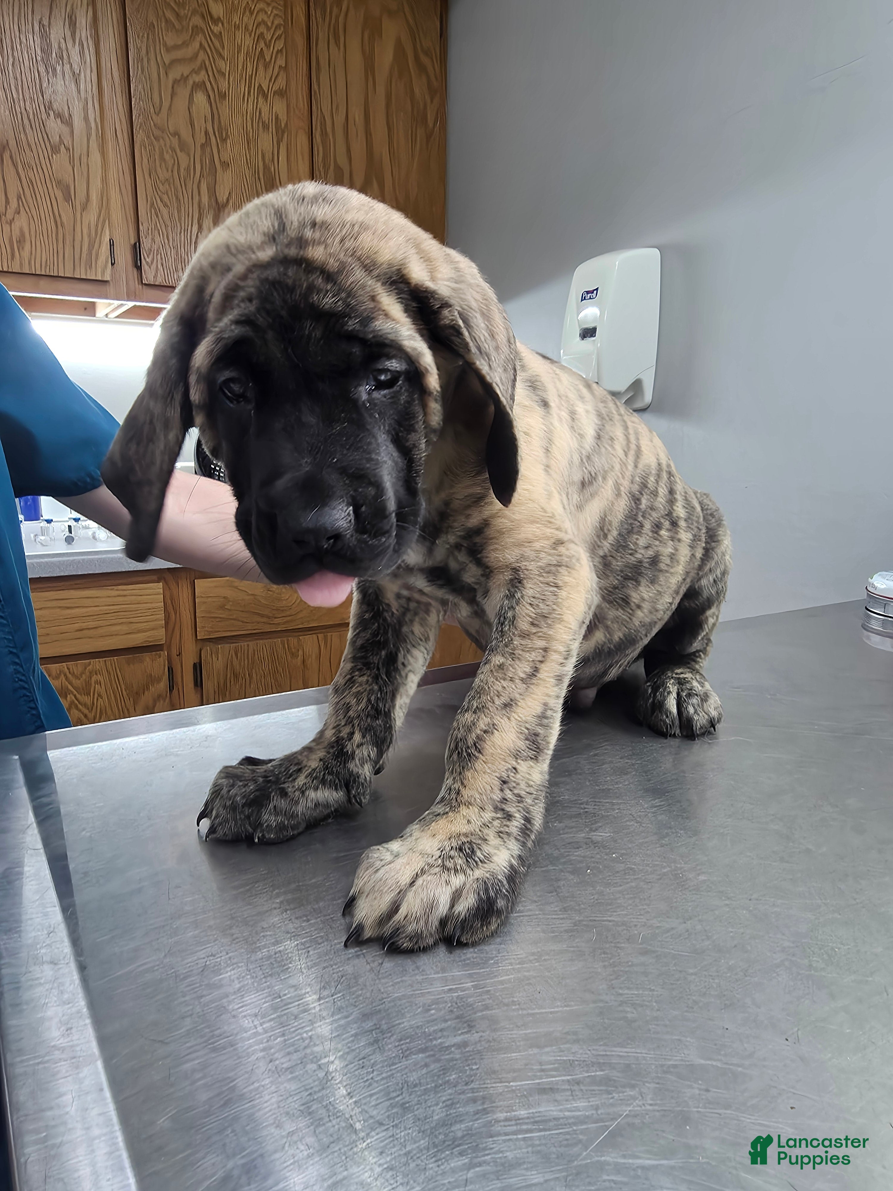 English Mastiff dogs English Mastiff Puppy 💙 - Ad 12