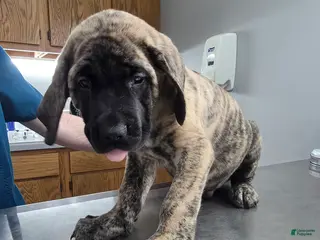 English Mastiff dogs English Mastiff Puppy 💙 - Ad 13