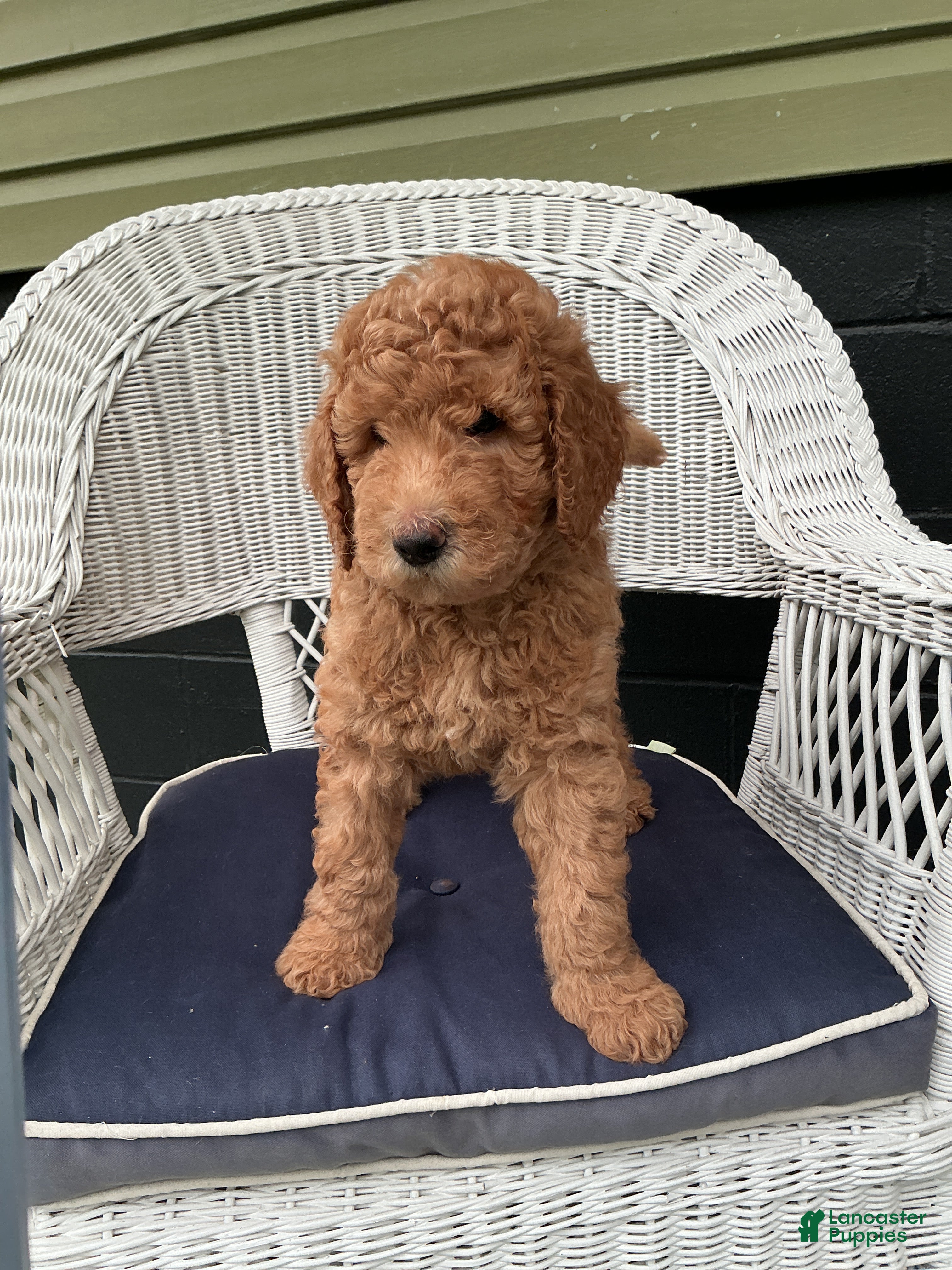 Goldendoodle dogs Goldendoodle 1 - Ad 1