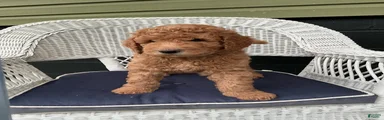 Goldendoodle 1