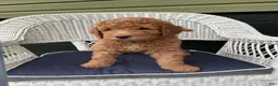 Goldendoodle dogs for sale: Goldendoodle 1 - Ad 1