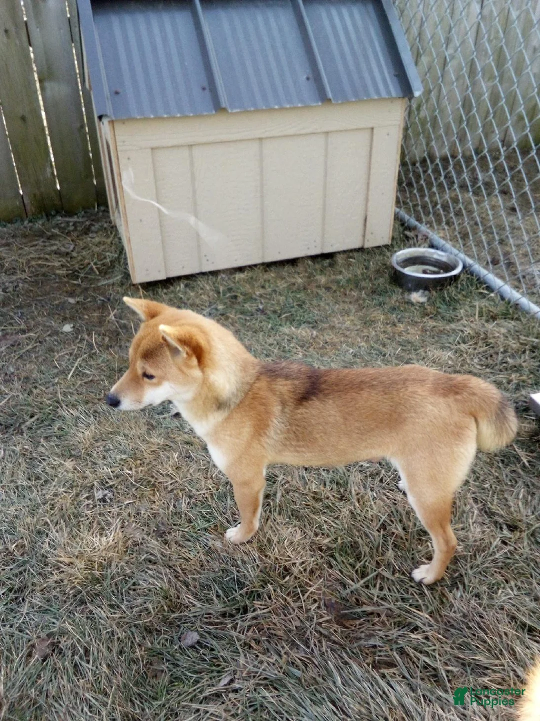 Shiba Inu dogs for sale: Kingsley - Ad 6