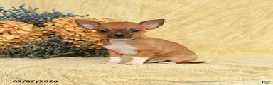 Taco