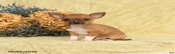 Chihuahua dogs for sale: Taco - Ad 1