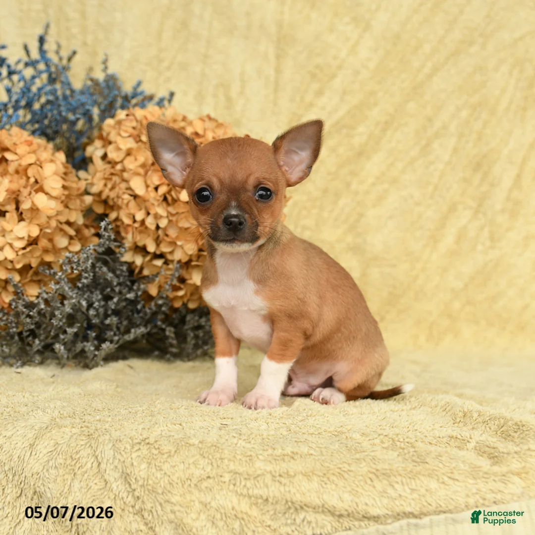 Chihuahua dogs for sale: Taco - Ad 1