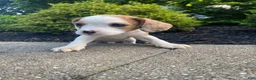 Mixed Breed dogs for sale: Annie - Ad 10