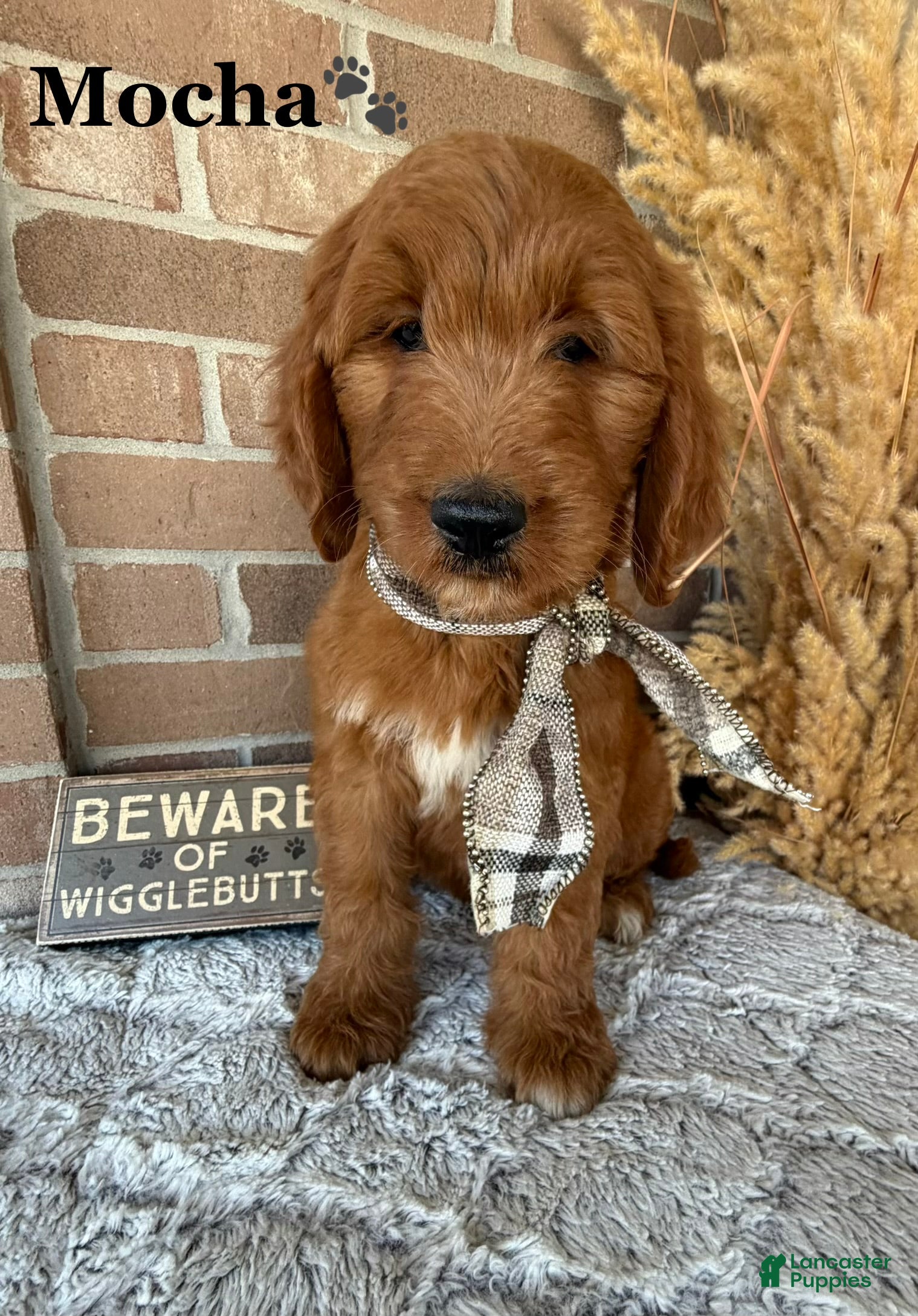 Goldendoodle dogs MOCHA  - Ad 1
