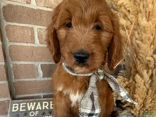 Goldendoodle dogs MOCHA - Ad 1