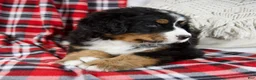 Bernese Mountain Dog dogs for sale: Joey *Genetic Clear - Ad 5