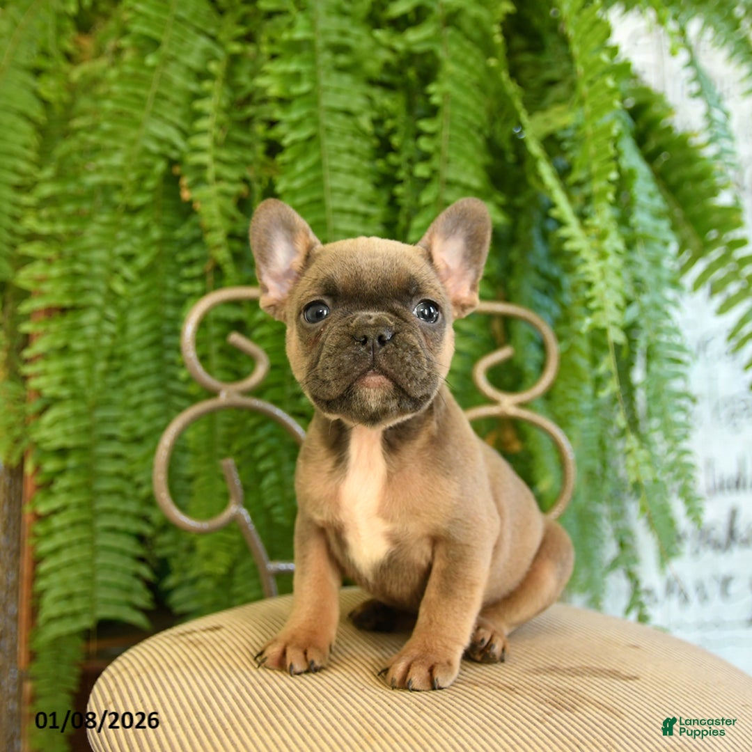 French Bulldog dogs for sale: Tammy - Ad 4