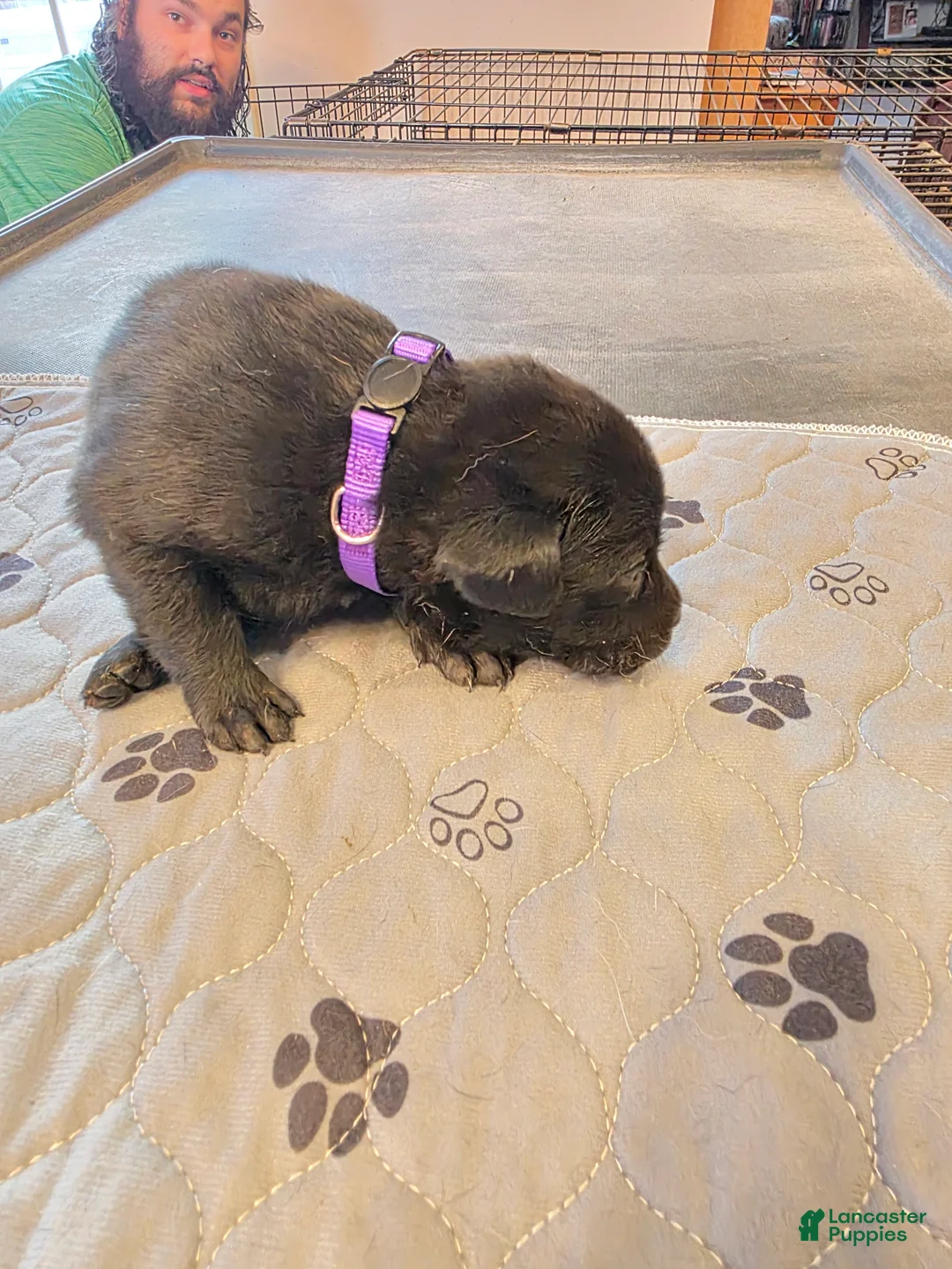 Labrador Retriever dogs for sale: L-purple  - Ad 1
