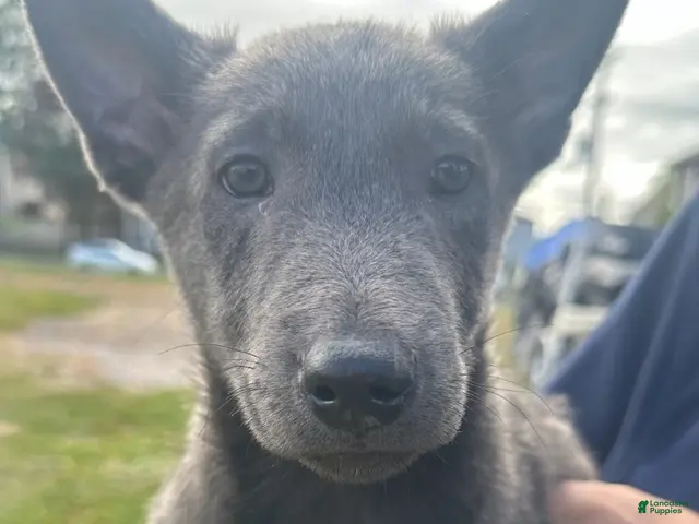 Belgian Malinois dogs for sale: Belgian Malinois 1 - Ad 1