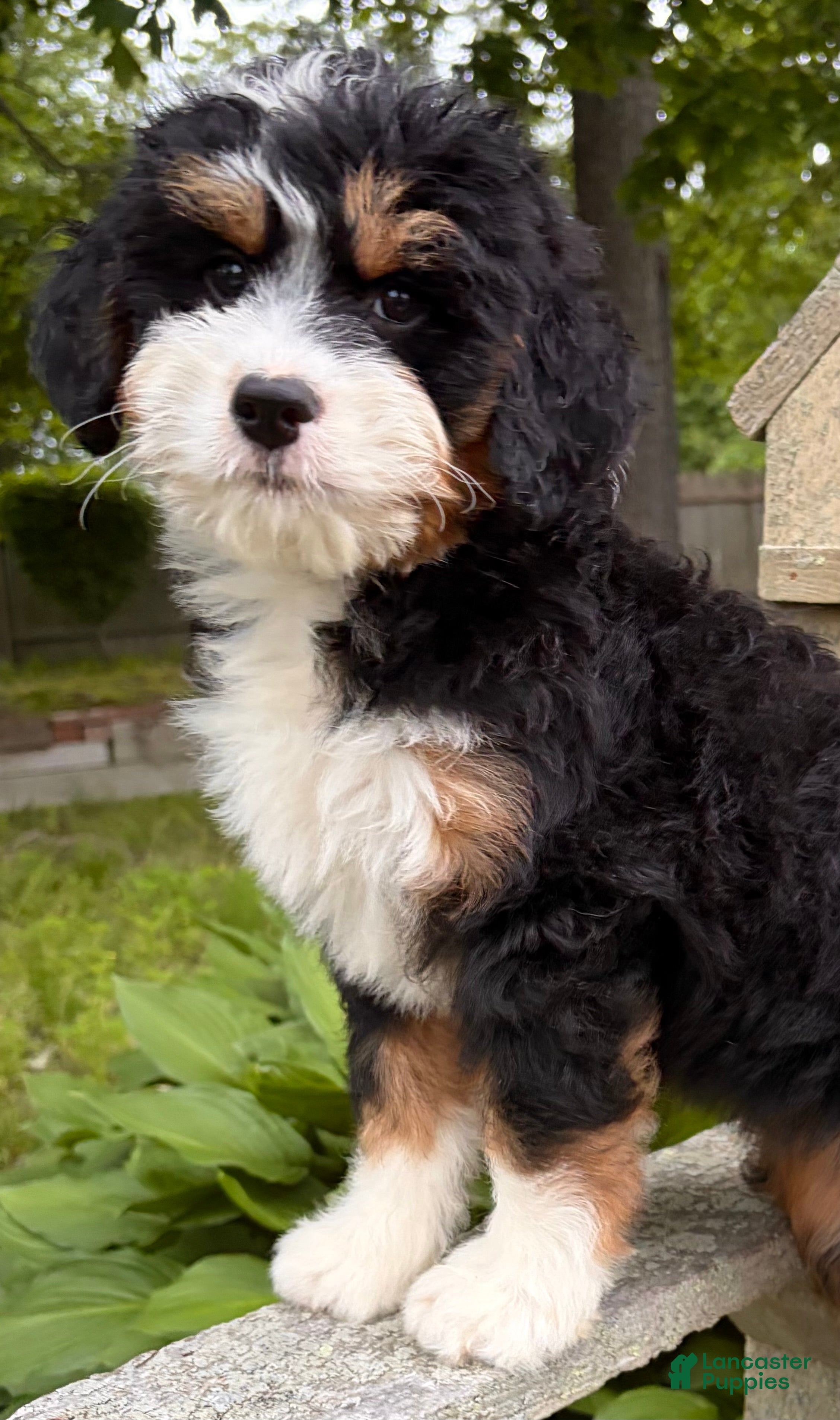 Mini Bernedoodle dogs for sale: 💛IN BOSTON MASSACHUSETTS AREA💛MINI BERNEDOODLE GIRL💛 - Ad 8