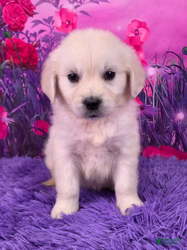 Golden Retriever dogs Lizzy - Ad 1