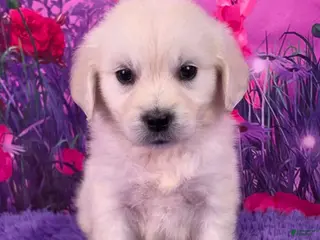 Golden Retriever dogs Lizzy - Ad 1