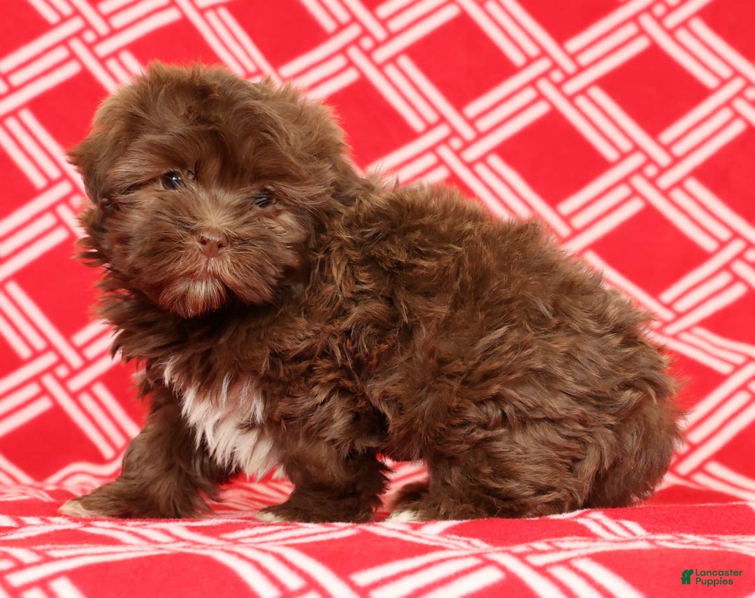 Havanese dogs for sale: Callie - Ad 5