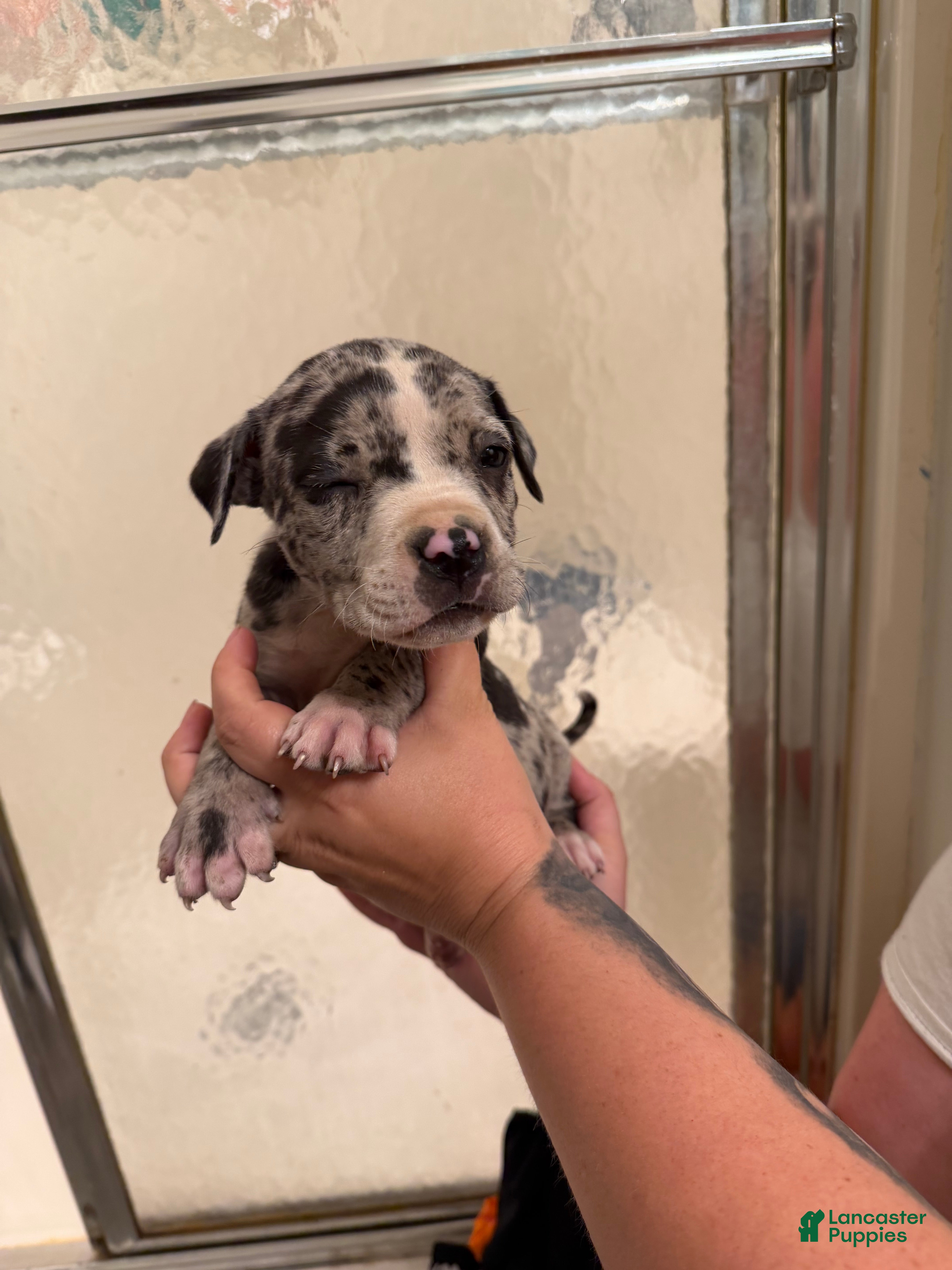 American Bully dogs American Bully 5 - Ad 9