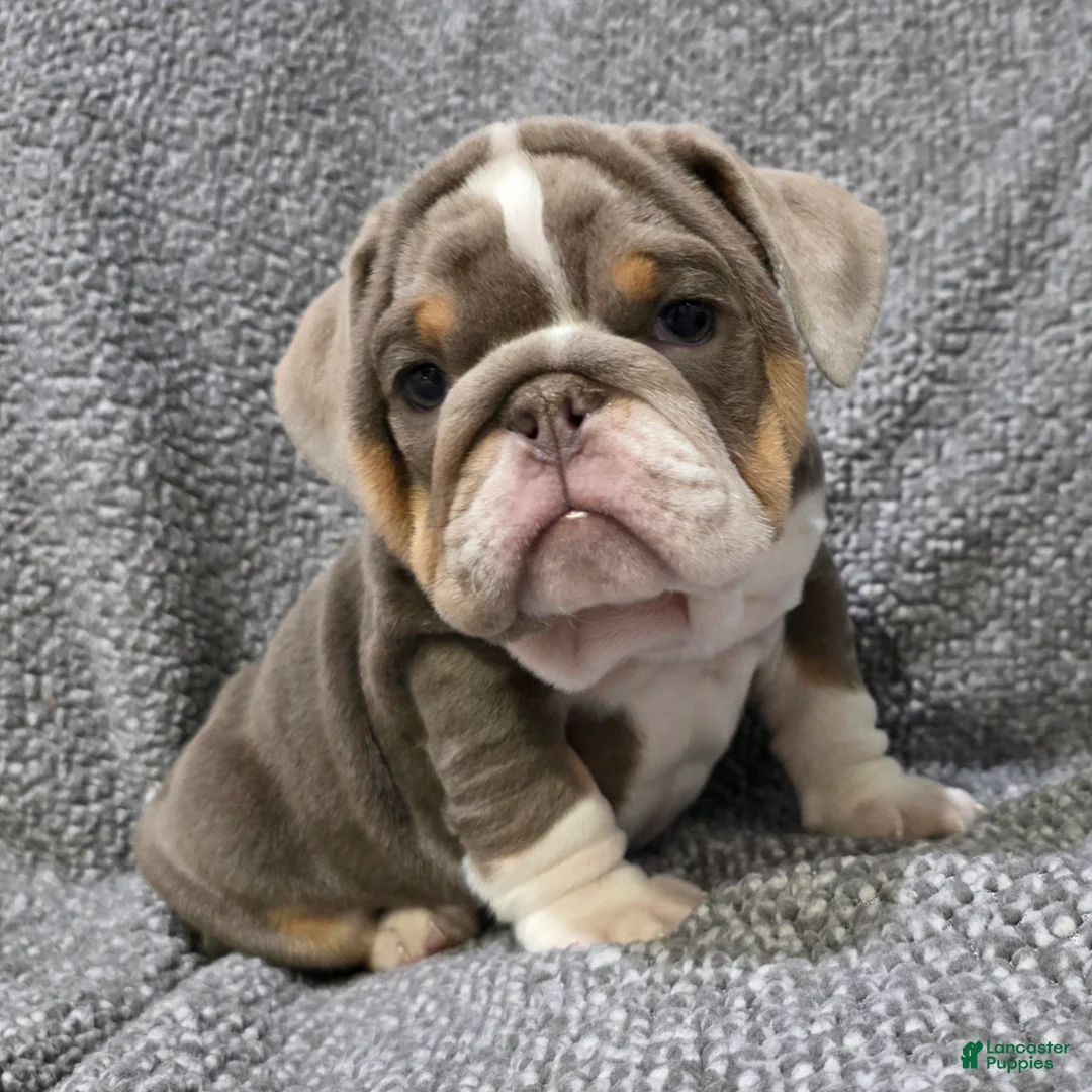 English Bulldog dogs for sale: Milt - Ad 3