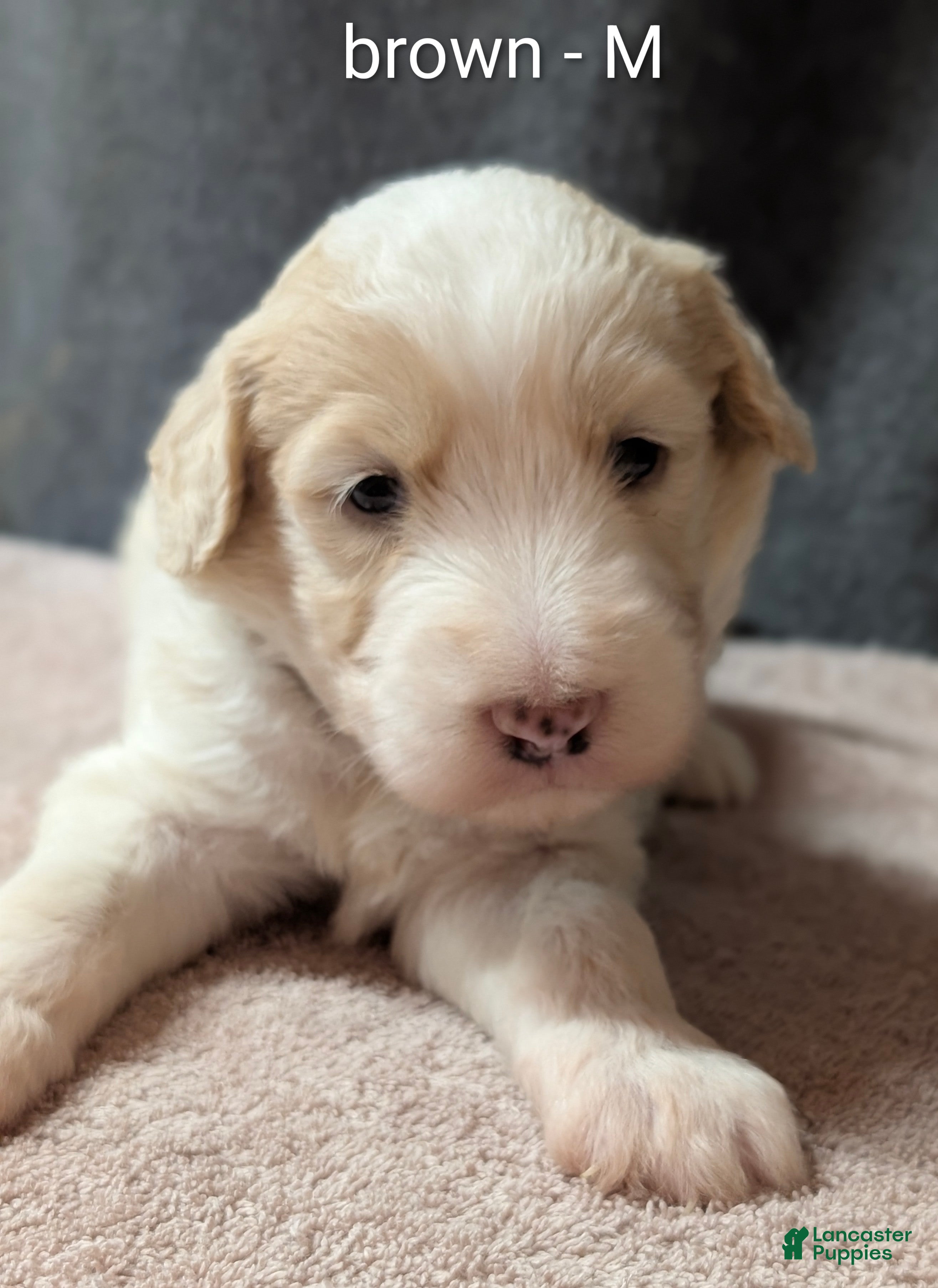 Sheepadoodle dogs Brown collar  - Ad 1