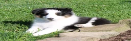 Shetland Sheepdog dogs for sale: Tasha - Ad 2
