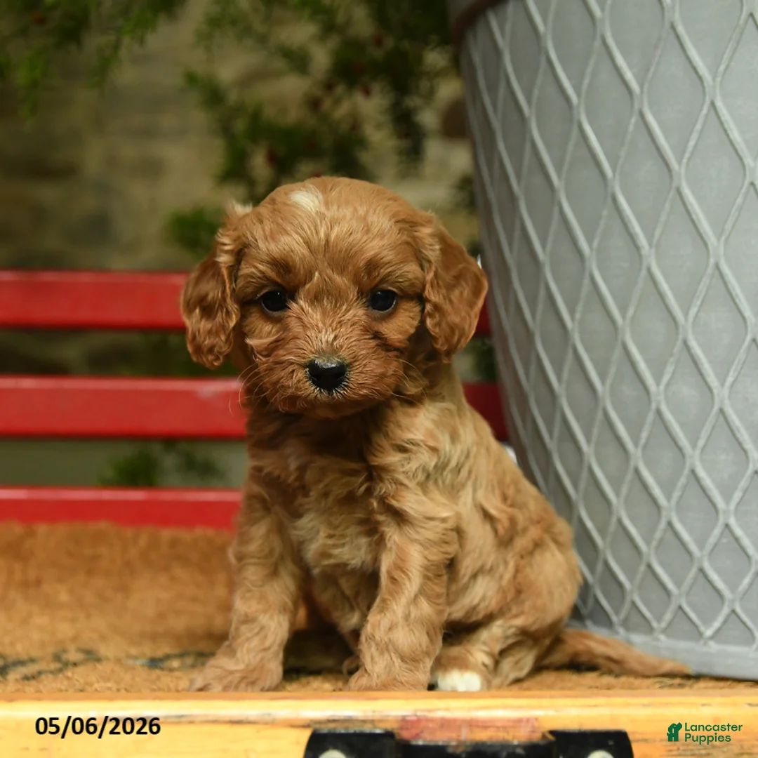 Cavapoo dogs for sale: Melvin - Ad 1