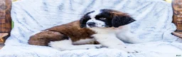 Saint Bernard dogs for sale: Cody - Ad 7