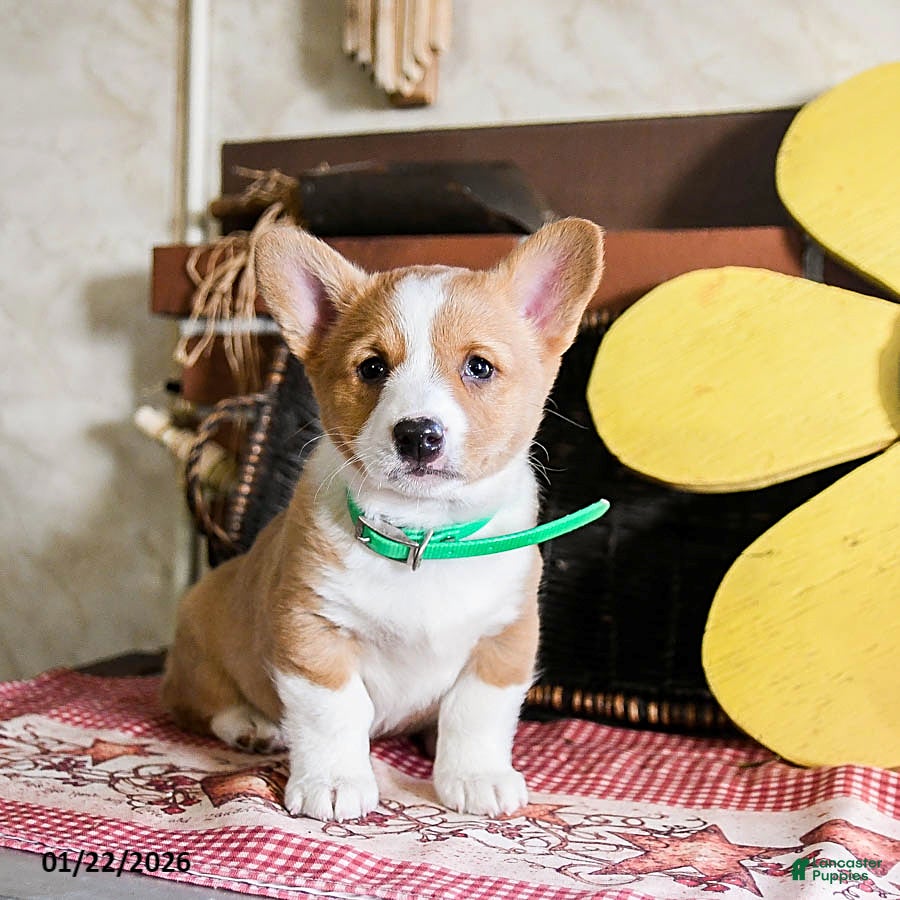 Welsh Corgi Pembroke dogs Diamond - Ad 2