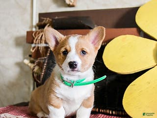 Welsh Corgi Pembroke dogs Diamond - Ad 2