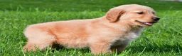 Golden Retriever dogs for sale: Charlie - Ad 4