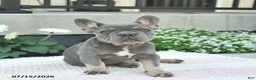 French Bulldog dogs for sale: Sailor  - Ad 3