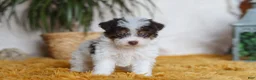 Yorkiepoo dogs for sale: Rocco - Ad 2