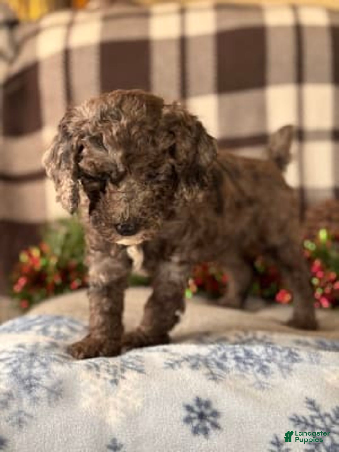 Gallery Image {{count}}