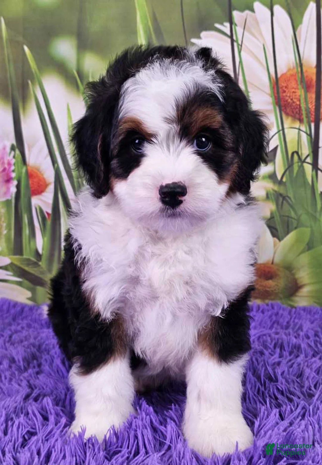 Mini Bernedoodle dogs for sale: Daina - Ad 1