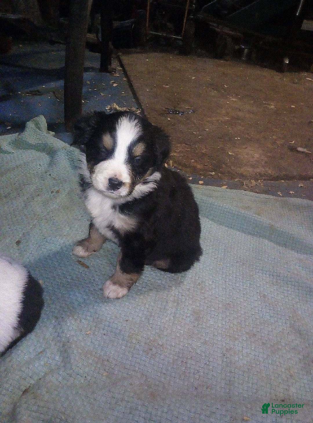 Australian Shepherd dogs tater - Ad 32