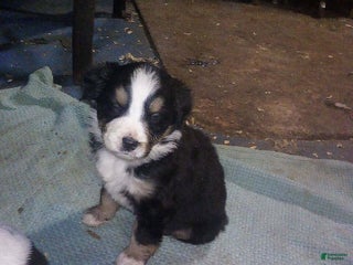 Australian Shepherd dogs tater - Ad 25