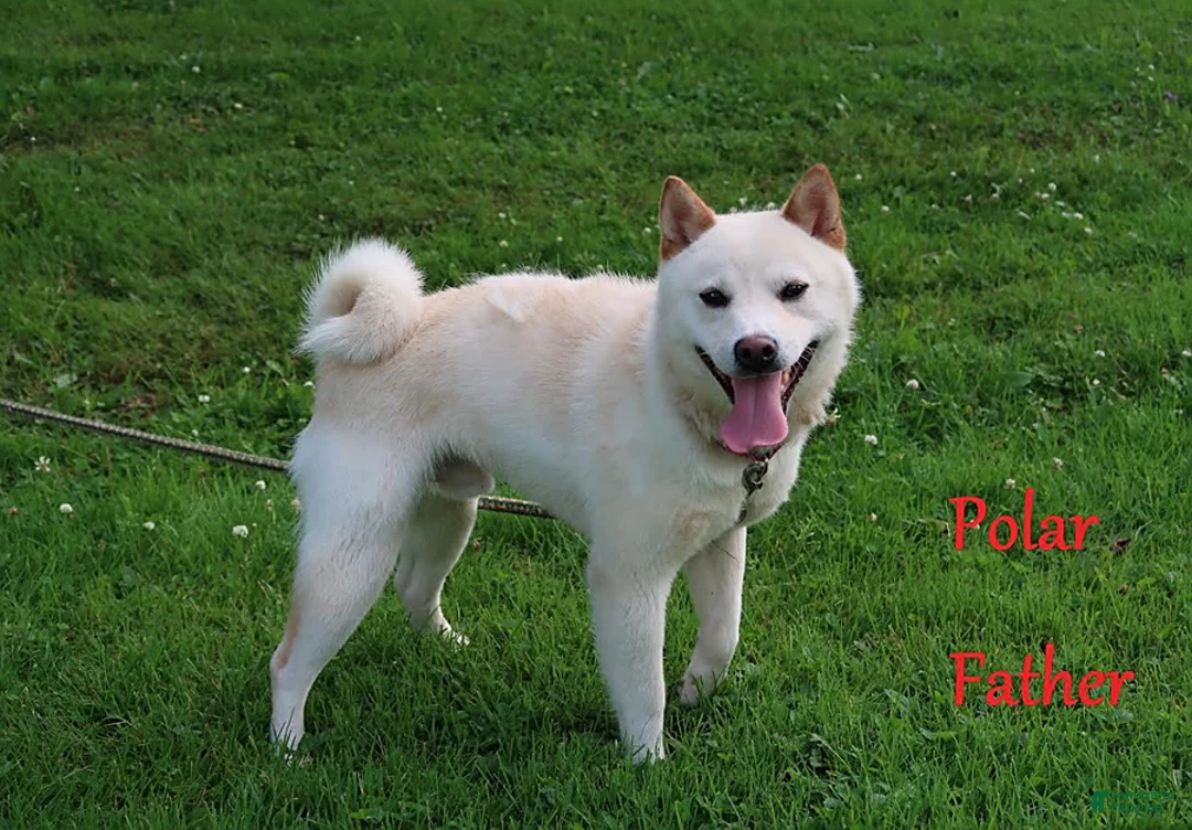 Shiba Inu dogs for sale: Layne - Ad 8