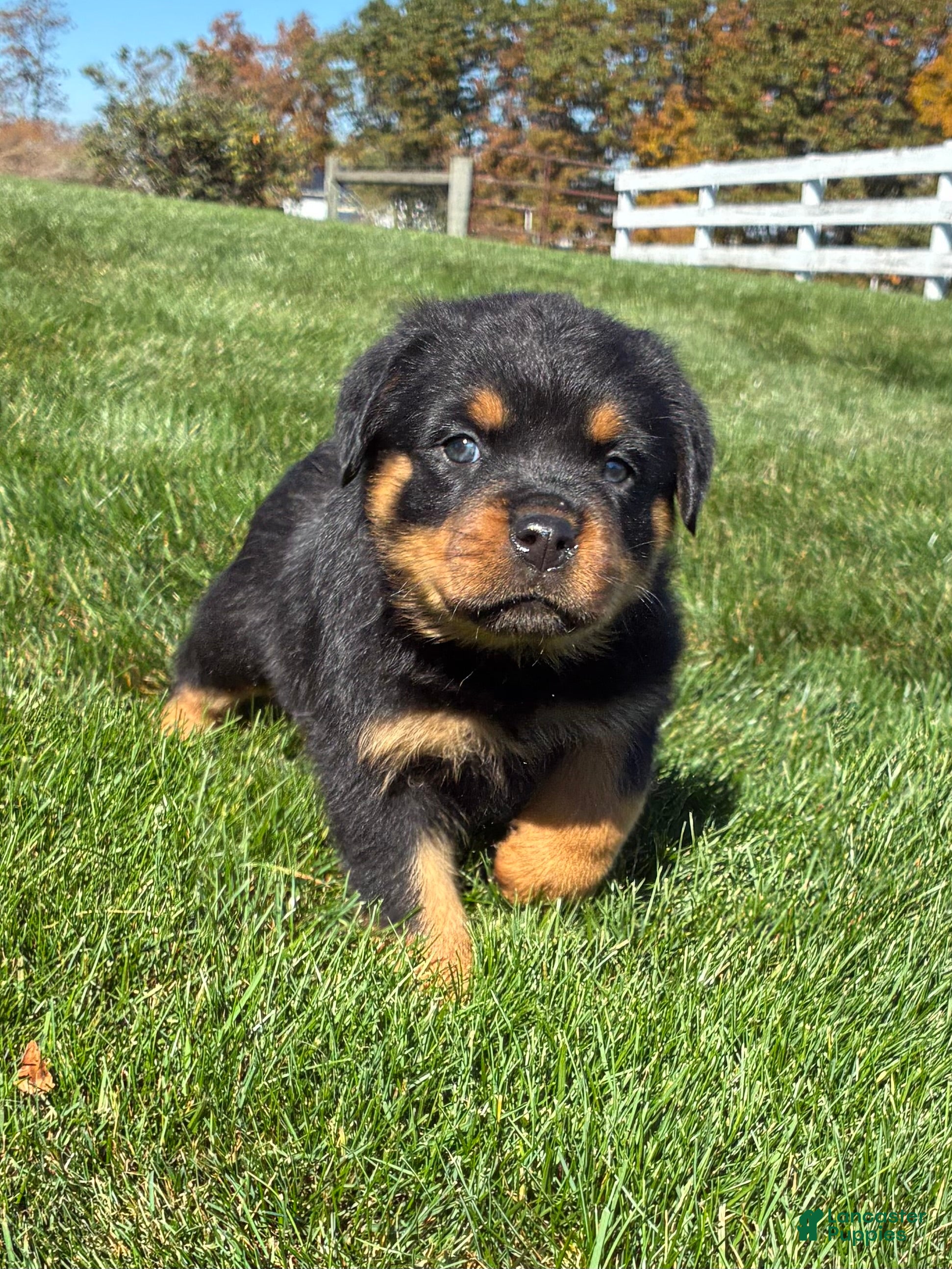 Rottweiler dogs for sale: Rocky - Ad 1