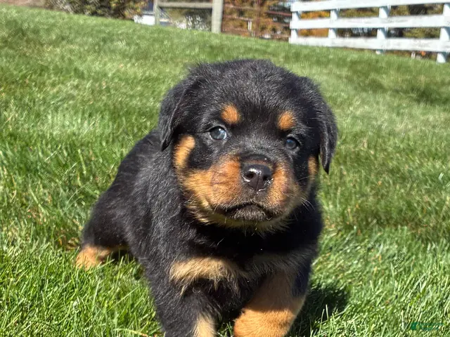 Rottweiler dogs for sale: Rocky - Ad 1