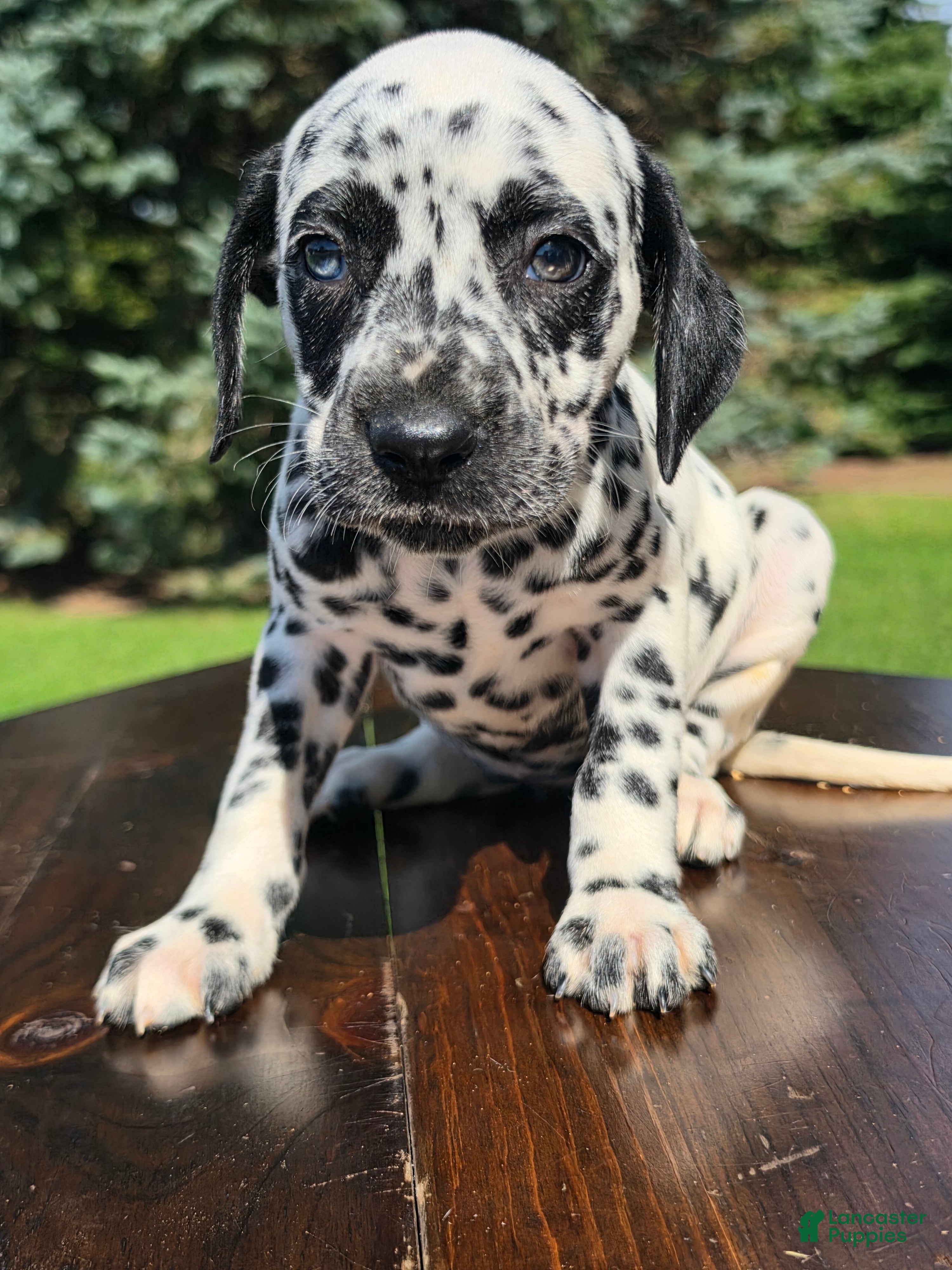 Dalmatian dogs Dalmatian Female 2 - Ad 42