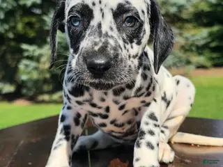 Dalmatian dogs Dalmatian Female 2 - Ad 42