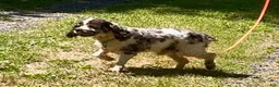 Cocker Spaniel dogs for sale: Cocker Spaniel Puppy 1 - Ad 10